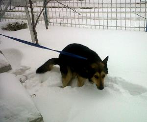 Прикачена снимка