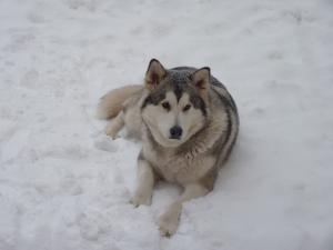 Прикачена снимка