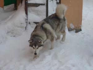 Прикачена снимка