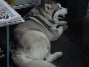 Прикачена снимка
