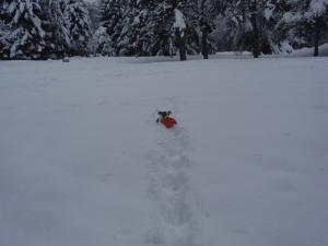 Прикачена снимка