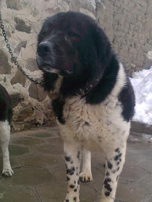 Прикачена снимка