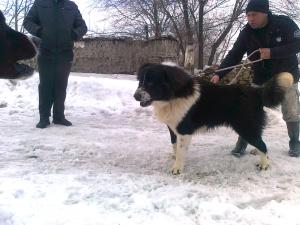 Прикачена снимка