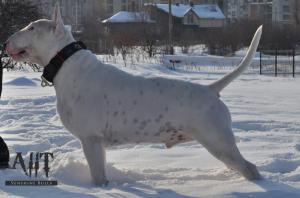 Прикачена снимка