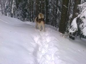 Прикачена снимка