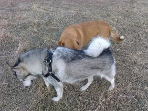 Прикачена снимка