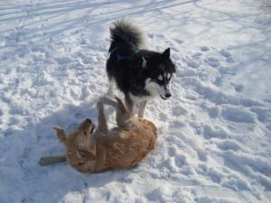 Прикачена снимка