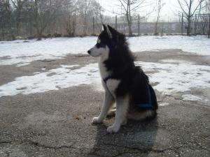 Прикачена снимка