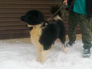 Прикачена снимка
