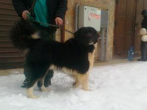 Прикачена снимка