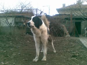 Прикачена снимка