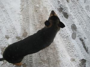 Прикачена снимка