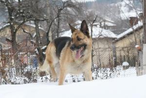 Прикачена снимка