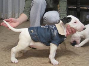 Прикачена снимка