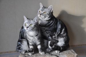 Прикачена снимка