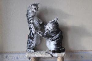Прикачена снимка