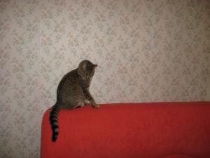 Прикачена снимка