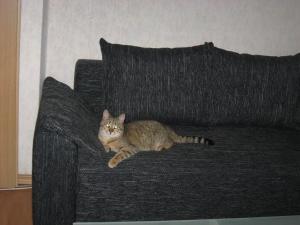 Прикачена снимка