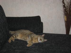 Прикачена снимка