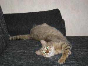 Прикачена снимка