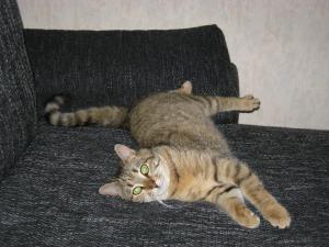 Прикачена снимка