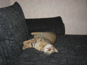 Прикачена снимка