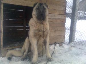 Прикачена снимка