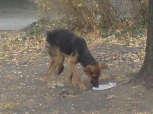 Прикачена снимка