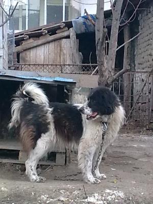 Прикачена снимка