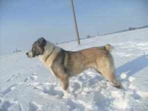 Прикачена снимка