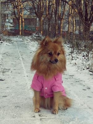 Прикачена снимка