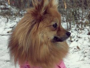 Прикачена снимка