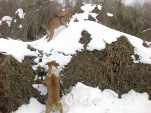 Прикачена снимка