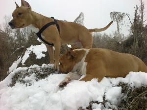 Прикачена снимка
