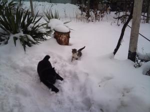 Прикачена снимка