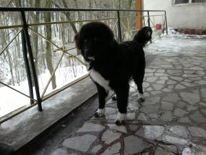 Прикачена снимка