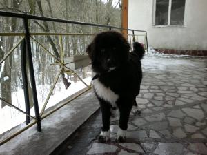 Прикачена снимка