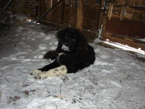 Прикачена снимка