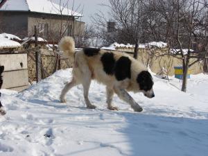 Прикачена снимка