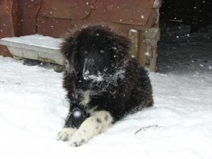 Прикачена снимка