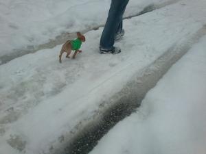 Прикачена снимка
