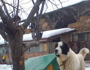 Прикачена снимка