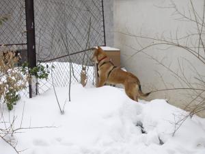 Прикачена снимка