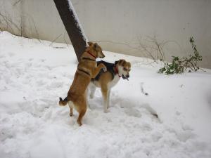 Прикачена снимка