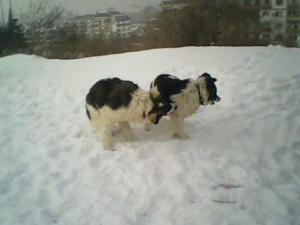 Прикачена снимка
