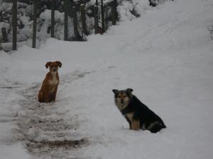Прикачена снимка