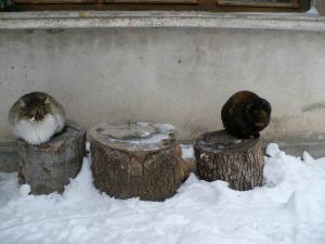Прикачена снимка