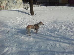 Прикачена снимка