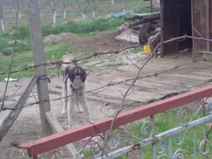 Прикачена снимка