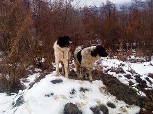Прикачена снимка